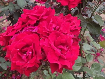 不同颜色的月季花语是什么？