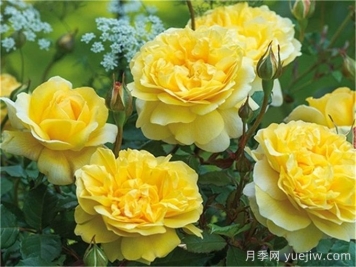 盆栽月季在北方冬季室内能否开花？