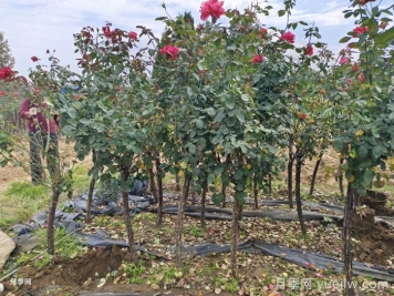 襄阳襄城区发展月季产业花开幸福来