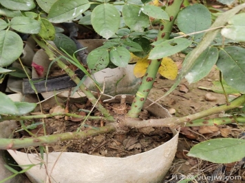 月季花盲枝是什么原因？