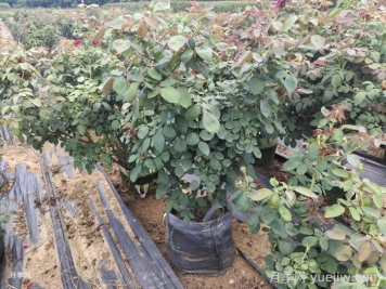 夏季月季花后修剪养护和水肥管理