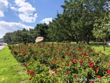 烟台7万株低维护月季竞相绽放扮靓城市新颜值