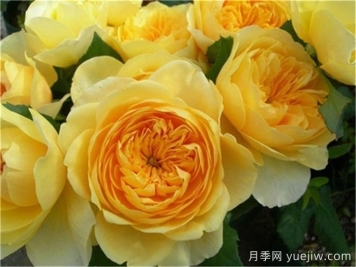 分享十二款亮眼的黄色系月季品种