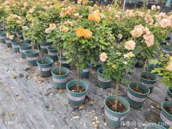 夏天养护月季的6个关键事项