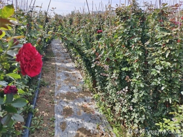 不同季节种植藤本月季的区别