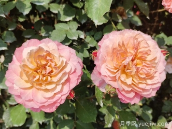 月季，与花卉有关的一些知识