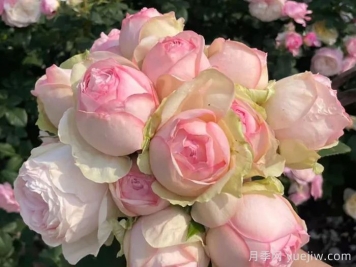 月季秋剪后如何养护？要不要埋肥？