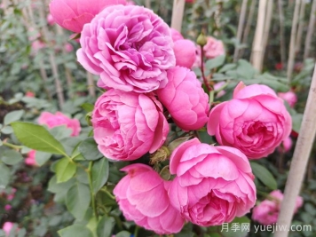 2025年花友票选藤本月季花量排行榜