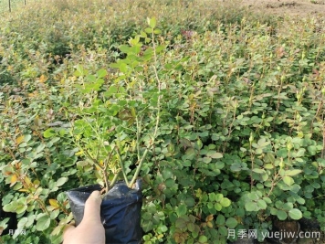 夏天打造月季小苗圆润株型