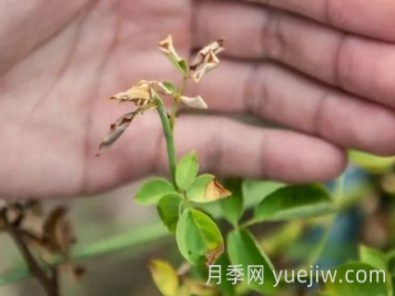 月季被高温烫伤了怎么办？