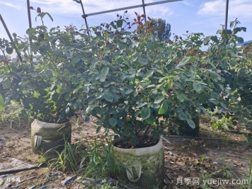 盆栽月季和地栽月季：哪种更适合你的养护环境？