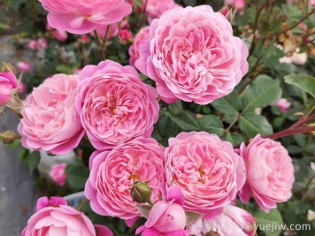 月季怎么养才能更旺盛？