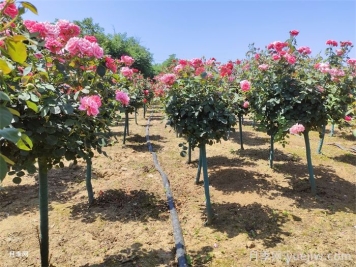 商丘多色树状月季的修剪办法？你剪对了吗