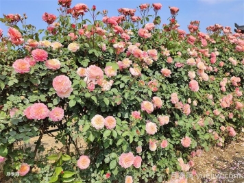 月季不开花到底是什么原因？月季爆花教程