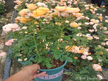 盆栽月季老是养不活？如何让盆栽月季旺盛爆花