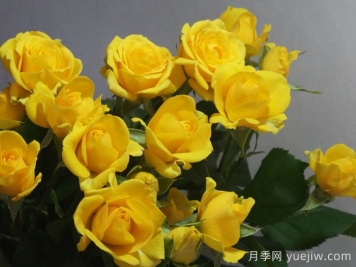 不辞而别月季/未能告别