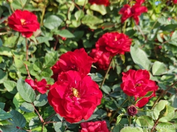 花多多二号给月季施肥的方法和作用