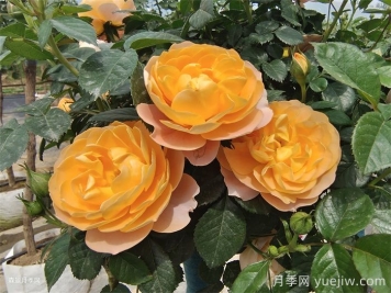 国庆节必买的5款爆火月季，勤花好看耐开