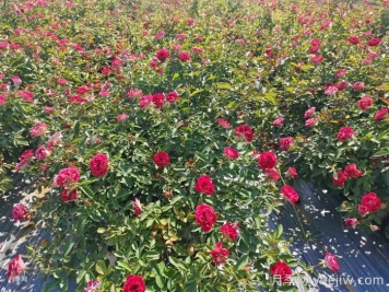 入秋的第一波肥，月季要如何施肥？