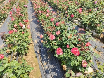 月季花养护要点