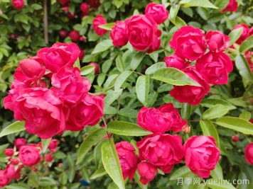 红木香花是不是月季花？