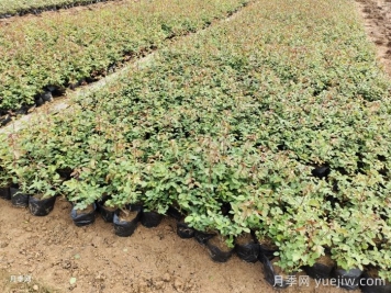 玫瑰花怎么种？玫瑰花种植方法和步骤