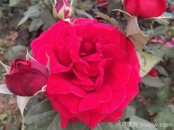 玫瑰花语是什么？盘点五个颜色的玫瑰花语