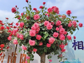 怎么选园林绿化月季品种？