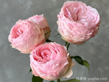 安利9款月季花，被花友吹爆