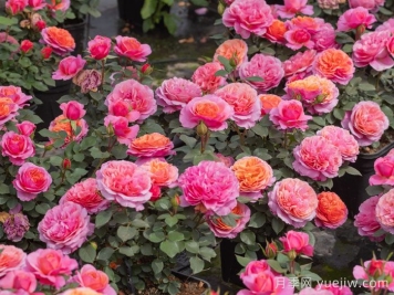 一平方阳台如何实现月季自由，推荐5款天狼月季