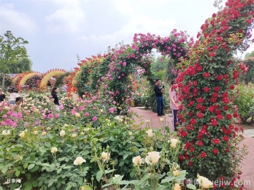 月季造景不单调！月季与苗木黄金搭档打造高颜值花境