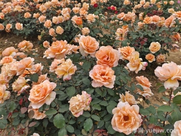 月季花在巩义市的应用