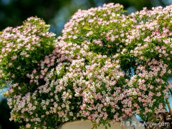 小空间能养的月季在这，值得入手的微型月季