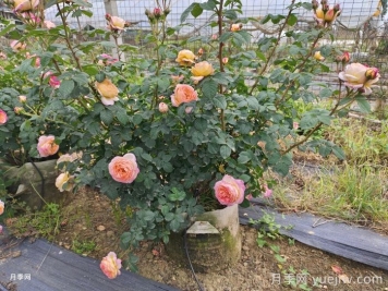 酷热夏季月季花浇水不可贪多