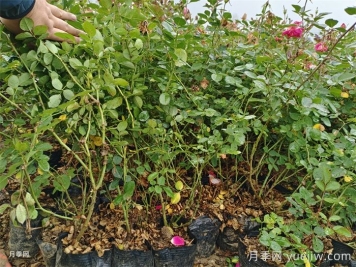 月季嫁接苗和扦插苗的区别，你喜欢哪一个？