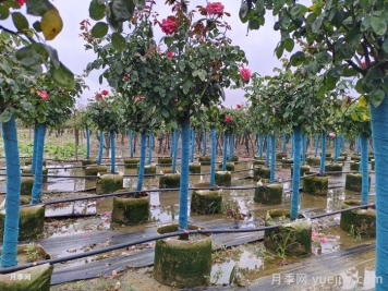 暴雨过后，哪些园林植物易受害？