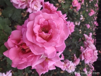 针对月季施肥存在的意义和作用有哪些呢？