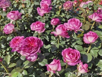 花卉产业为乡村振兴注入新动能