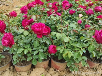 月季花秋季可以换盆吗？秋天买回的月季如何换盆？