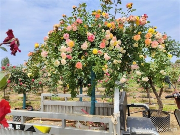 月季换盆的时间与操作方法