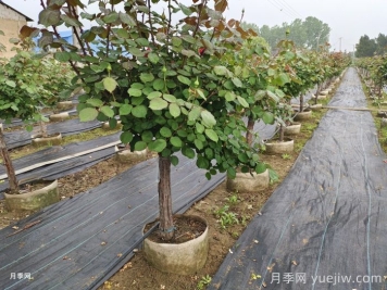 月季换盆后多久可以晒太阳？