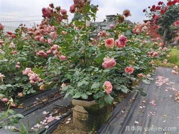 精品丛生苗木，发展潜力大