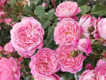 花卉地标：南阳月季