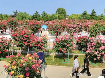 南阳月季：满城盛景溢芬芳