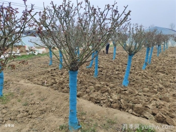 冬季几月份对月季花进行修剪？