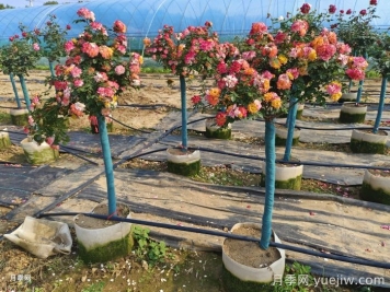 月季花木人不可不知的土壤酸碱知识