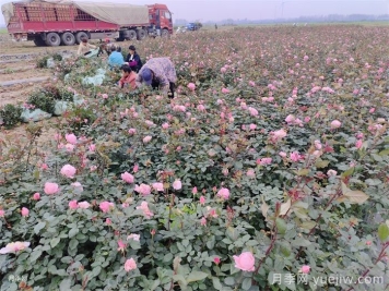 月季施肥过多症状
