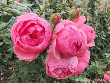 威海适合养月季花吗？市花和市树是什么？