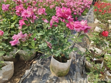 光杆月季先别扔！这样养护还能爆花！