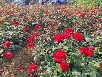 乔木灌木秋季施肥管理有哪些要求？